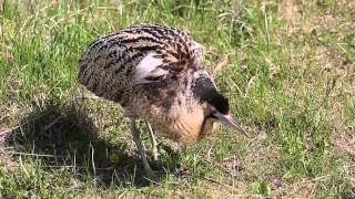 Great Bittern male song