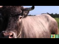 Découvrez Cerise, l'égérie du Salon International de l'Agriculture 2016 !