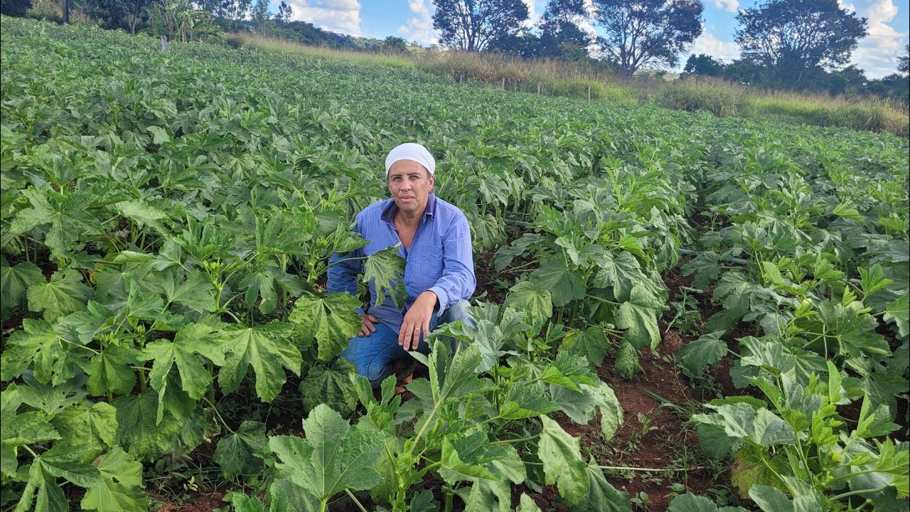 TRABALHANDO NA ROÇA/ NA LAVOURA DE QUIABO 🖐🌞