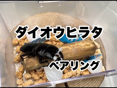 ダイオウヒラタ ペアリング - YouTube