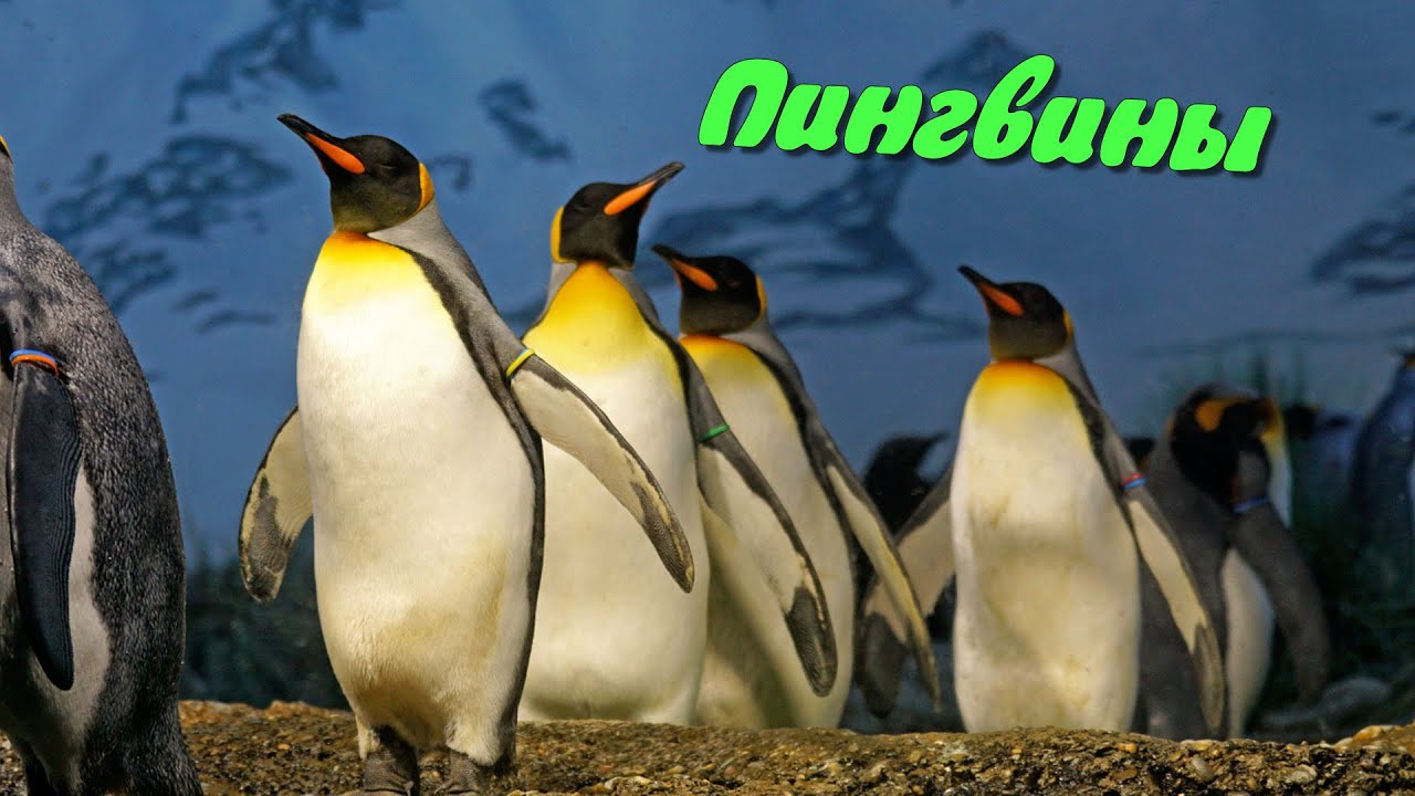 Детям про пингвинов - YouTube