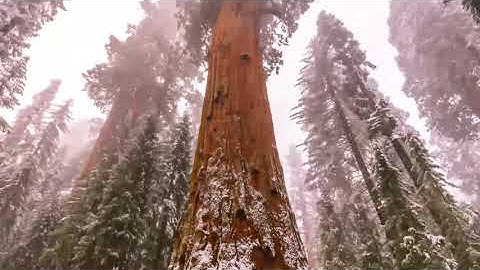 General Sherman - Sequoia National Park - Hyperlapse