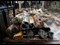 Fossilized Wood for sale Fossilized Wood for sale