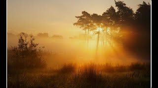 Watercolor Sunrise on in the forest