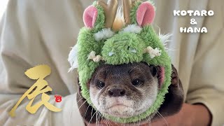 Otters’ Otter-ifically Fun New Year’s Celebration! by KOTSUMET 121,314 views 3 months ago 6 minutes, 45 seconds
