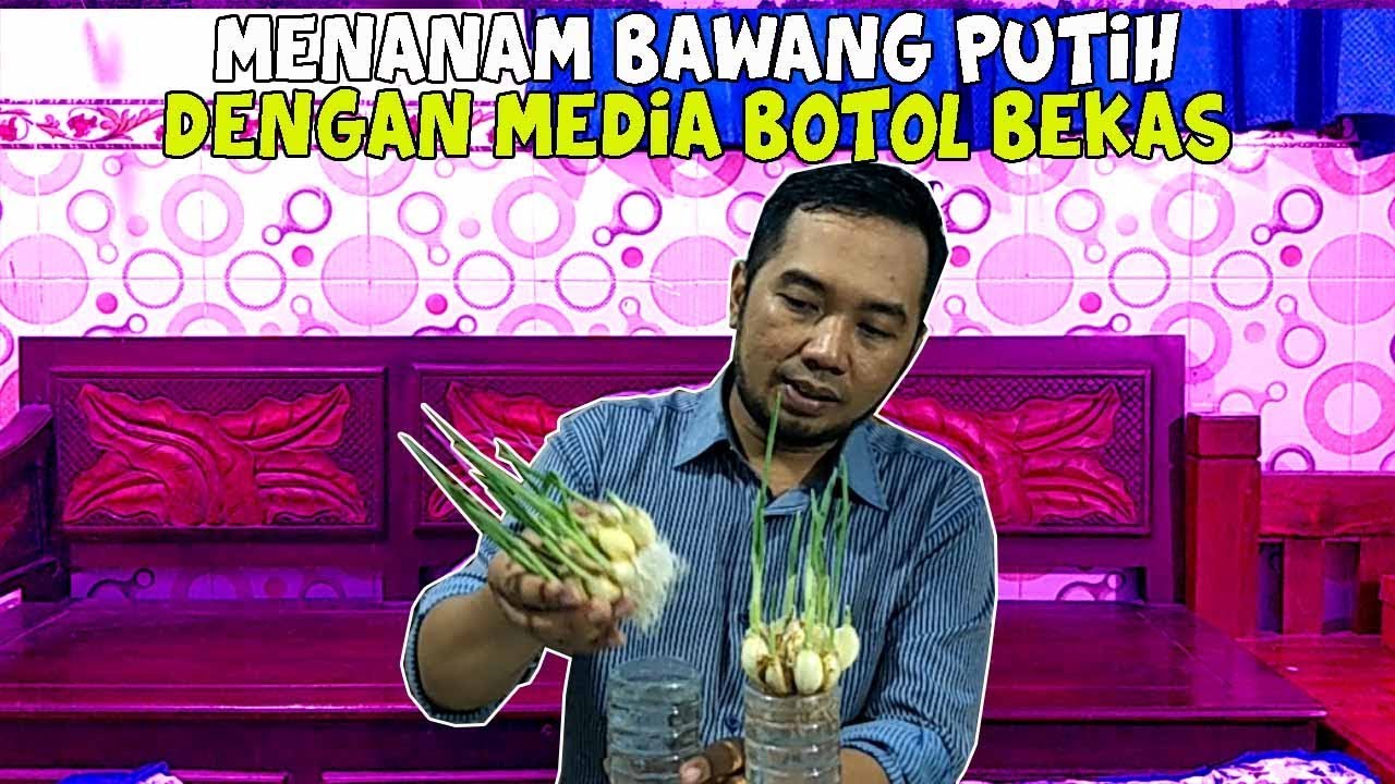 Cara Menanam Bawang Putih Di Botol - How To Grow Garlic At Home 