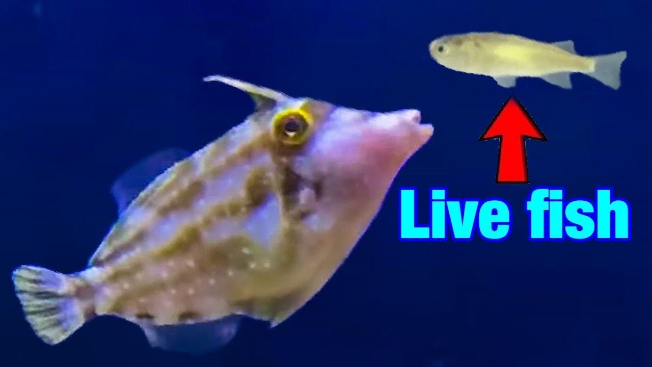 MY FILE FISH EATS LIVE FISH! *Fish will be eaten* 20 Gallon Aquarium