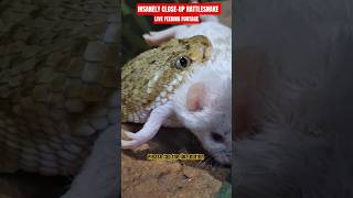 Insanely Closeup Rattlesnake Feeding  Mexican West Coast Rattlesnake Strike snake shorts