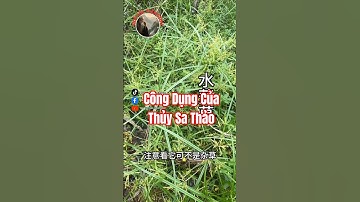Bạn đã biết công dụng của Thủy Sa Thảo chưa?