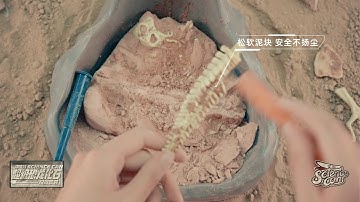 Science Can Fossil Dig Kit - Dig Up Dinosaurs Skeleton Set!