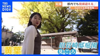 都内もようやく紅葉だぁ！【SUNトピ】｜TBS NEWS DIG