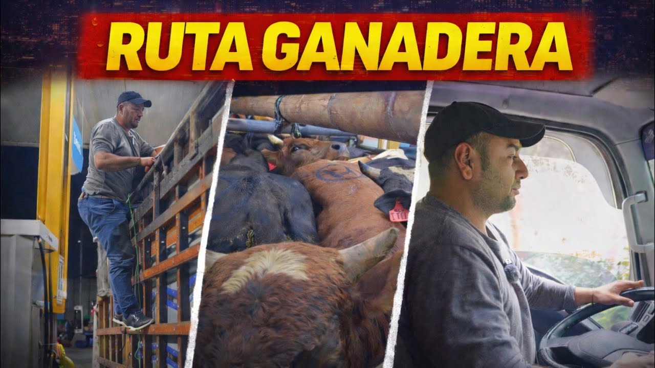 Del campo a la ciudad 🏙️| Así se transporta la ganadería //Kevin Stalin 