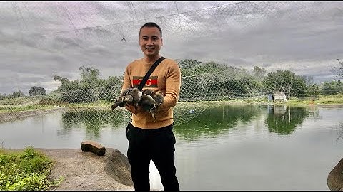 Chia sẻ cách đánh chim rẽ giun/ Anh em tham khảo