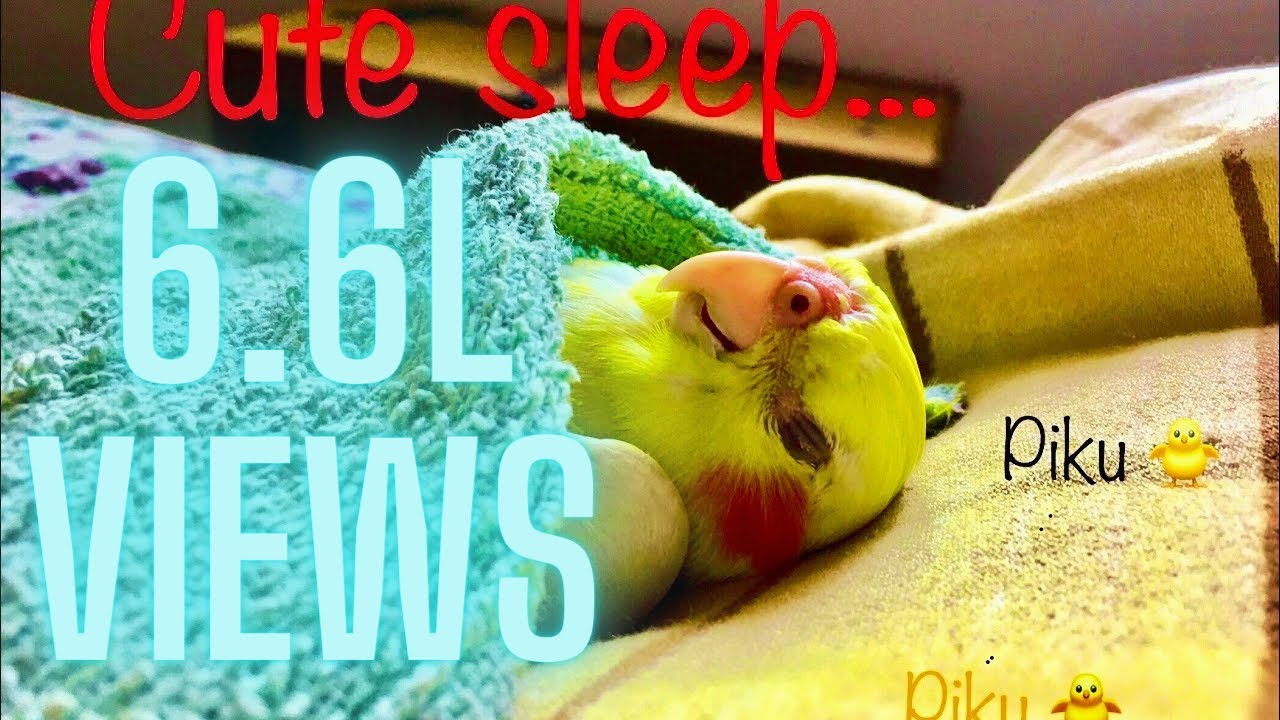 Funny Cute cockatiel sleeps on bed with blanket YouTube