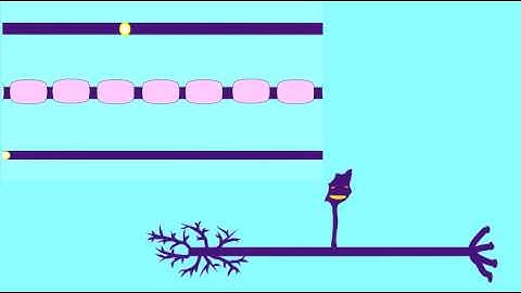 NEURON: MYELIN AND THE SPEED OF TRANSMISSION