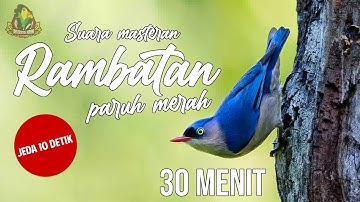 MASTERAN RAMBATAN PARUH MERAH JEDA 10 DETIK AMPUH PASTI MASUK