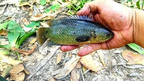KO NGỜ MƯƠNG NƯỚC NÀY LẠI LẮM CÁ THẾ, KÉO PHAO ĐÃ MẮT // FISHING