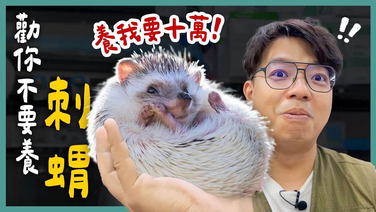 刺蝟老年才是花錢的開始！至少要準備十萬？臭襪子能讓刺蝟愛上你？刺蝟也會哭？《勸你不要養》EP25 | 蝌蚪老師與三桃