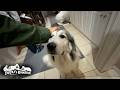 ひとり残って息子(格下)まで出迎える慈悲深いベルです Great Pyrenees グレートピレニーズ