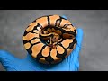 オレンジが綺麗なボールパイソン【繁殖個体紹介】