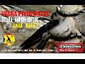Suara Untuk Piyik I Anakan Walet Tidak Mau Kabur Mp3 - Mp4 Download
