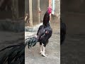 #kabutarandekabdetehain #unfrezzmyaccount #birds
