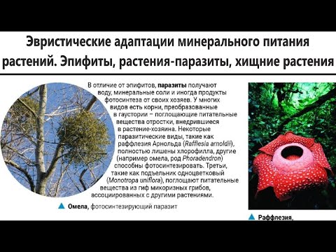 Эвристические адаптации минерального питания растений. Эпифиты, растения-паразиты и хищние растения