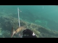pesca submarina algarve