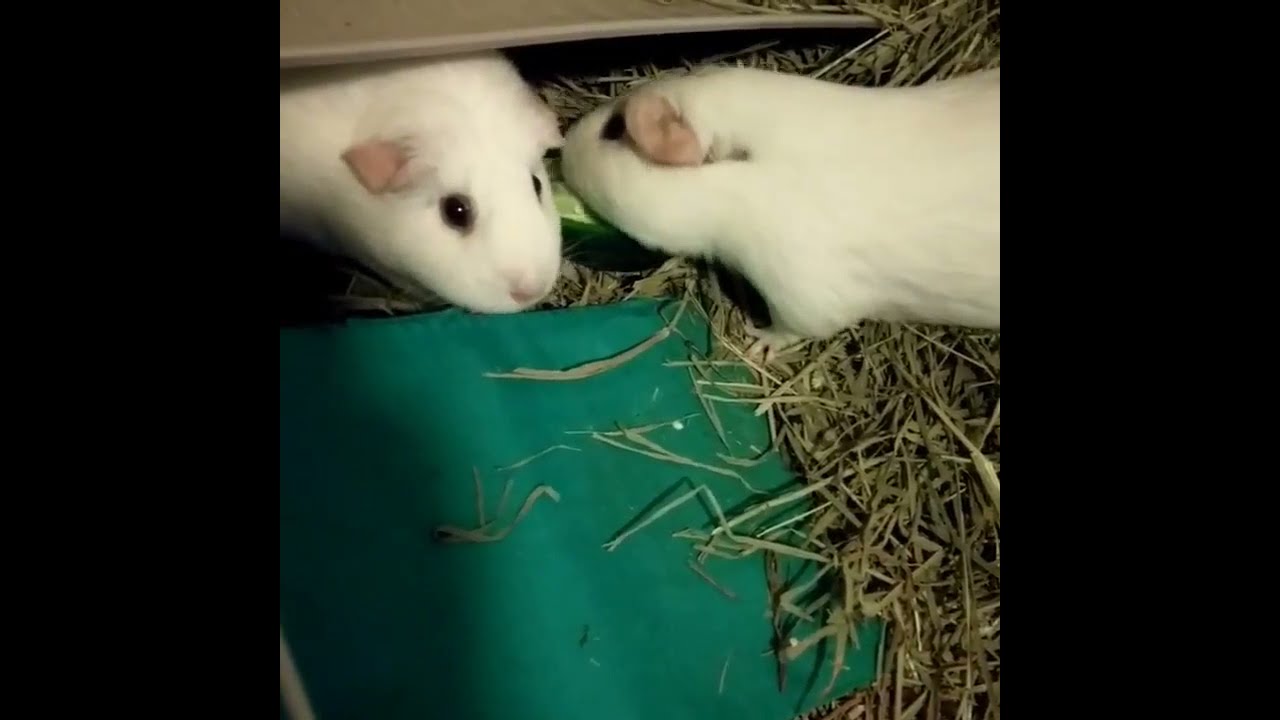 Guinea Pigs Eat a Pepper YouTube