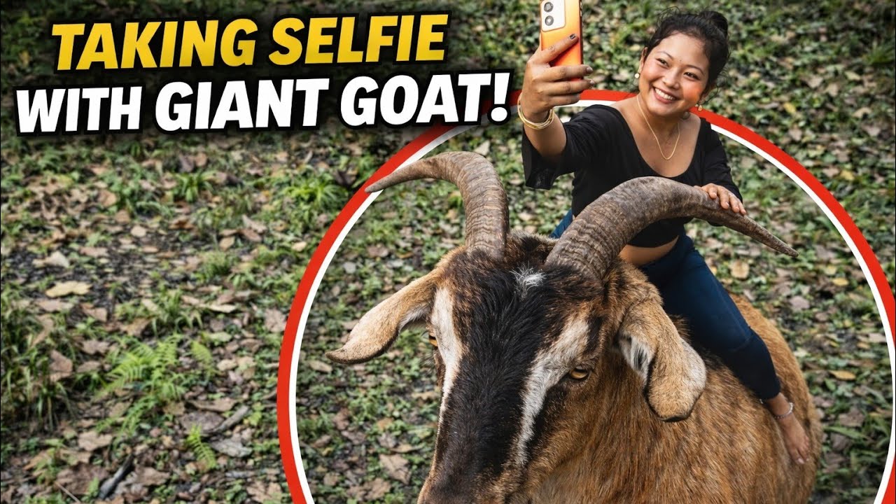 Goat Sitting Girl Selfie 😲 Real Moment