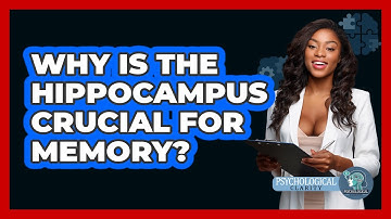 Why Is The Hippocampus Crucial For Memory? - Psychological Clarity