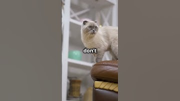 Mr. Peabody Reviews Cascade Failure  by L.M. Sagas