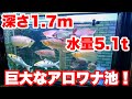 【お宅訪問】深さ1.7mもある5.1t池が凄い!#アロワナ #水槽部屋 #熱帯魚 #大型魚 #怪魚