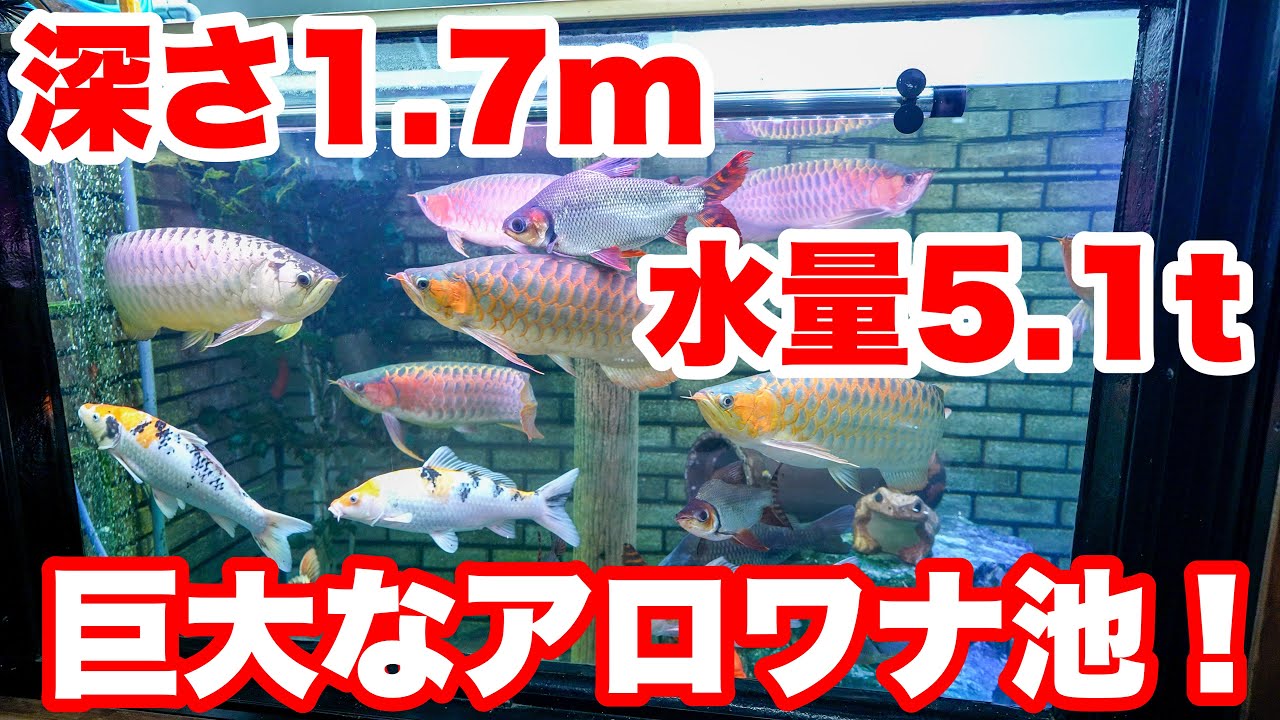 【お宅訪問】深さ1.7mもある5.1t池が凄い！#アロワナ #水槽部屋 #熱帯魚 #大型魚 #怪魚
