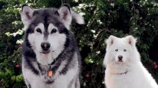 Can I Hold Two Giant Dogs Back When They See A Wild Turkey Family?