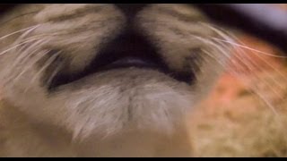 Cute Lion Cub Softly Meows At Camera