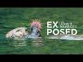 Un succs en matire de conservation de la faune le retour miraculeux des loutres de mer du canada