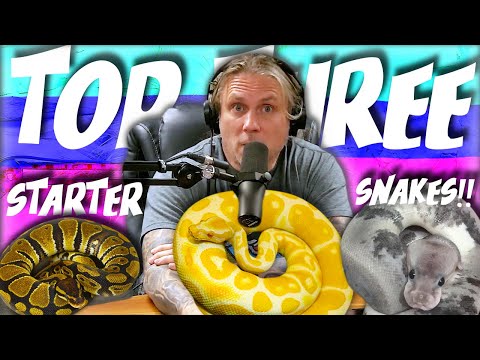 “Any Advice on Building Block Morphs to Start my Business?!?” - SNAKE TALK HIGHLIGHTS