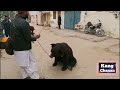 Bear dance bear fight bache ke sath reech ki fight reech ka tamasha reech ka dance kang chanan