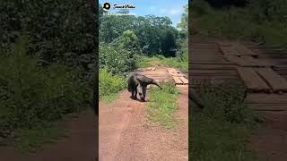 #tapir hewan langka Kalimantan