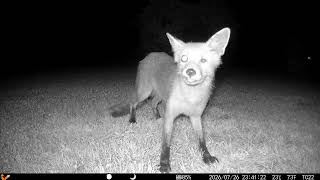 My NEW Trail Cam! Deck Feeders, Stray Cats, and the Skunk Mission! 20260727 B