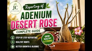 Adenium Desert Rose Care Guide | Full Info in Urdu/Hindi