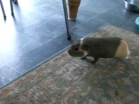 Guinea Pigs (Boys) Fighting Over Dominance