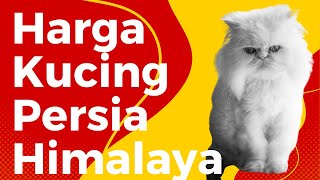 Harga Kucing Persia Himalaya