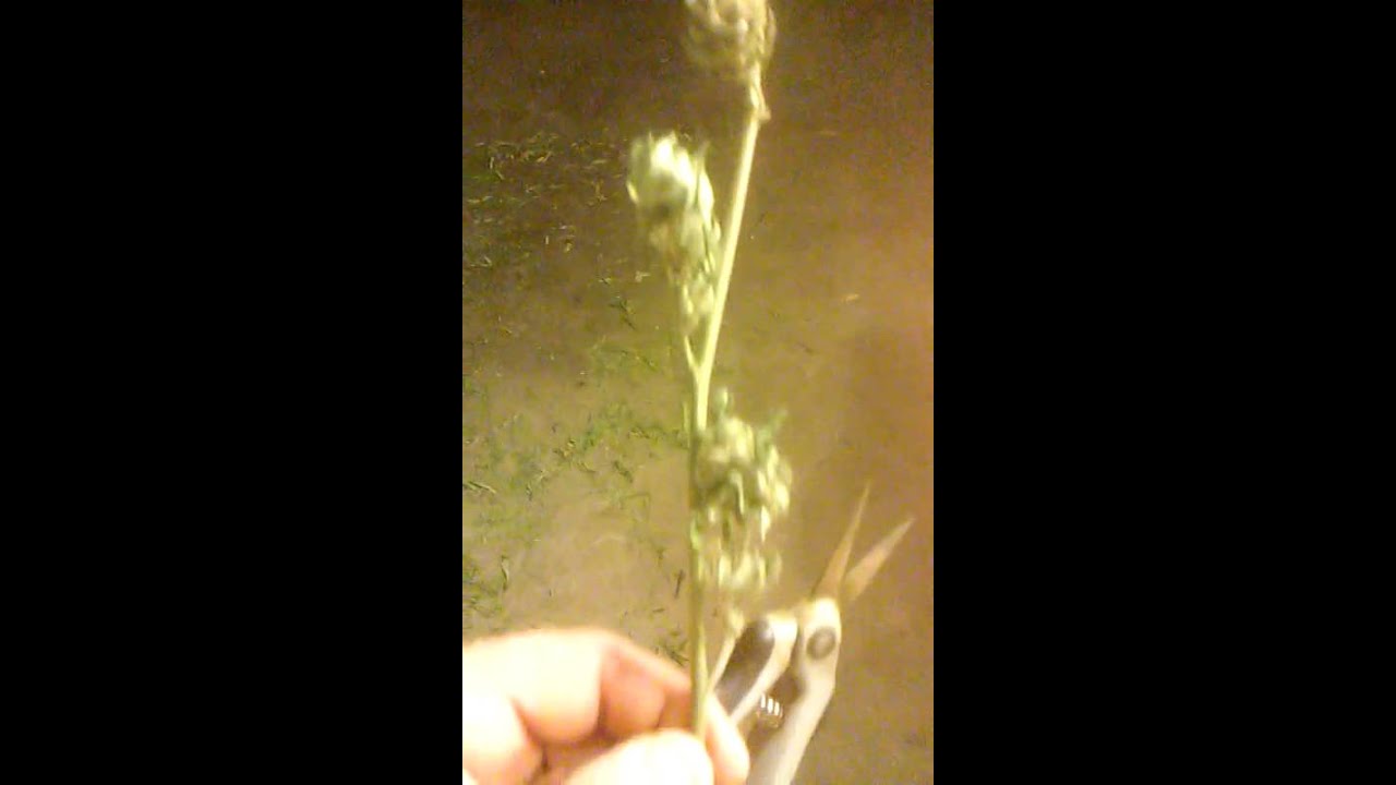 Warren Puffit bud protection