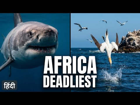 Africa’s Deadliest | Animal Planet in Hindi | Wildlife Documentary in Hindi