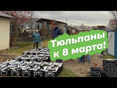 Посадка тюльпанов на выгонку | Сезон 2023