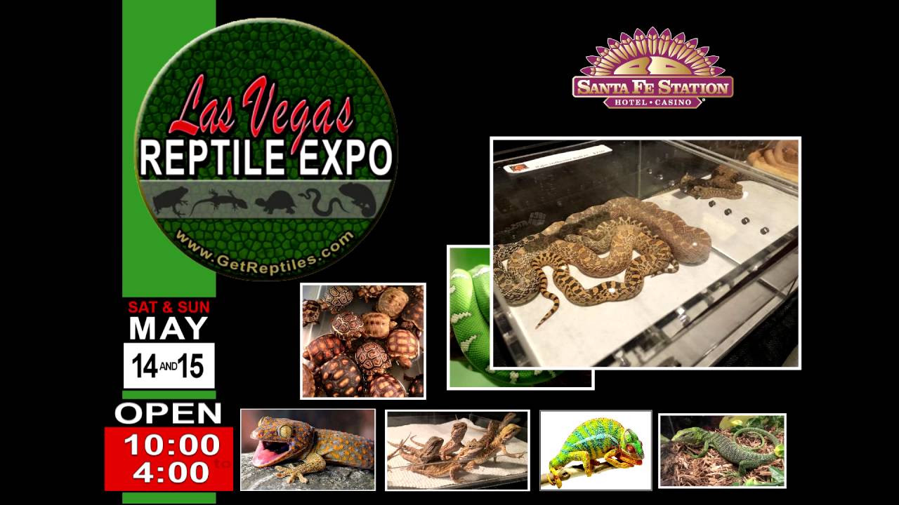 Las Vegas Reptile Expo YouTube