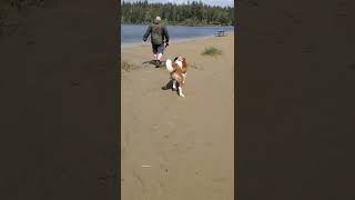 Oregon Dune Dog - Mabel the St. Bernard @cohenmenagerie by Cohen Menagerie 33 views 2 years ago 1 minute, 6 seconds