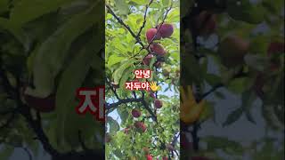 안녕 자두야 #동요 #자두야 #머리칼tv